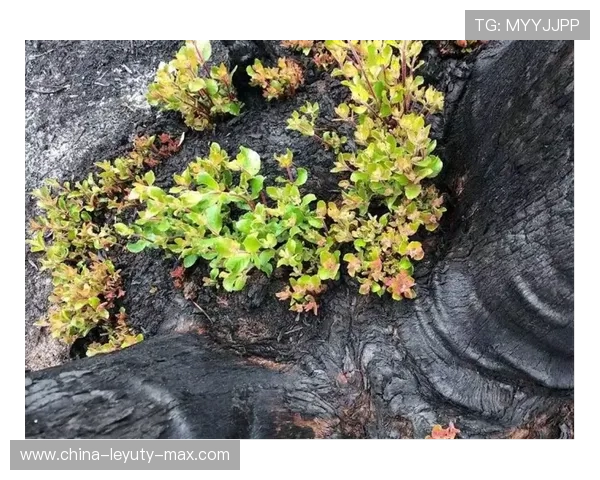 浴火重生:布瓦松的红土奇迹 浴火重生:布瓦松的红土奇迹